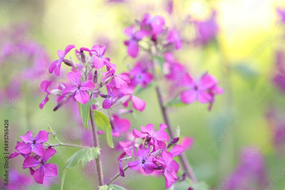Fototapeta premium Many beautiful flowers growing outdoors in spring, closeup. Space for text