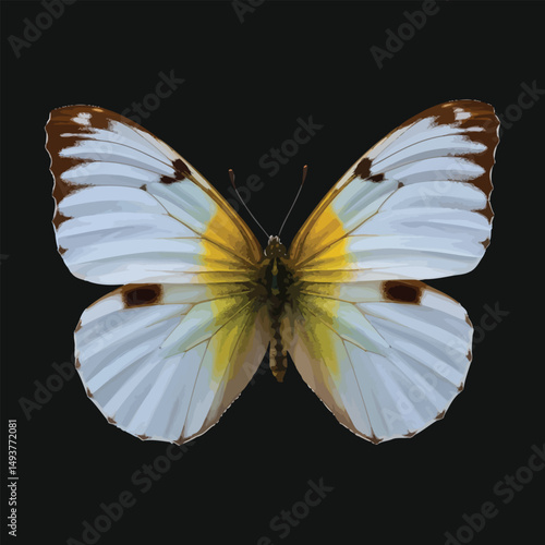 Elegant yellow and white butterfly isolated on black