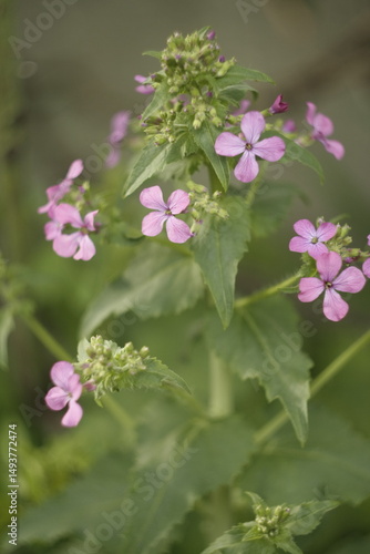 pink and white flowers