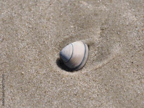 Muschel im Sand