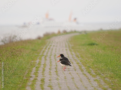 Zwei Vögel auf dem Deich
