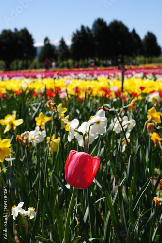 field of tulips