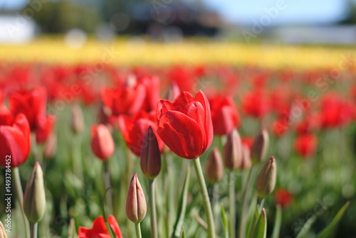 Red tulips fields