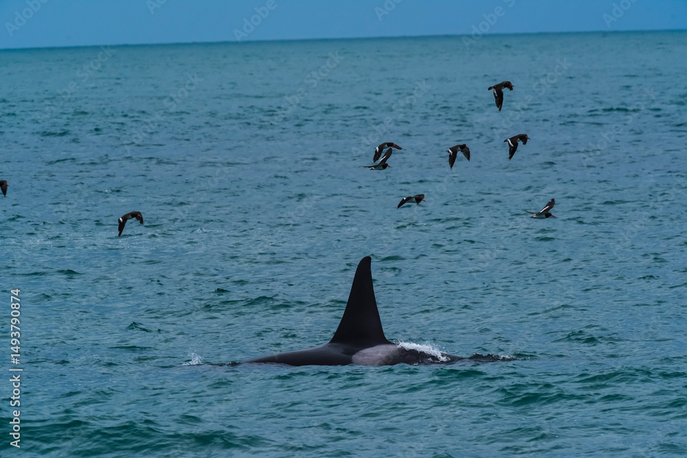 Fototapeta premium Killer Whale, Orca, hunting a sea lions , Peninsula Valdes, Patagonia Argentina