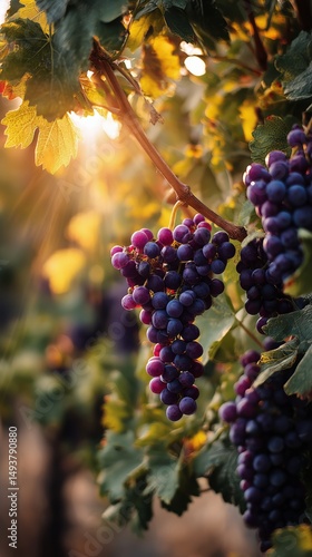 Grapes Ripe for Harvest in a Vineyard at Sunset Displaying Vibrant Colors and...