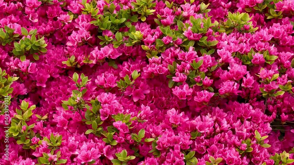 A breathtaking and stunning display of radiant pink azaleas alongside lush, vibrant green leaves that flourish A breathtaking and stunning display of radiant pink azaleas alongside lush, vibrant green leaves that flourish