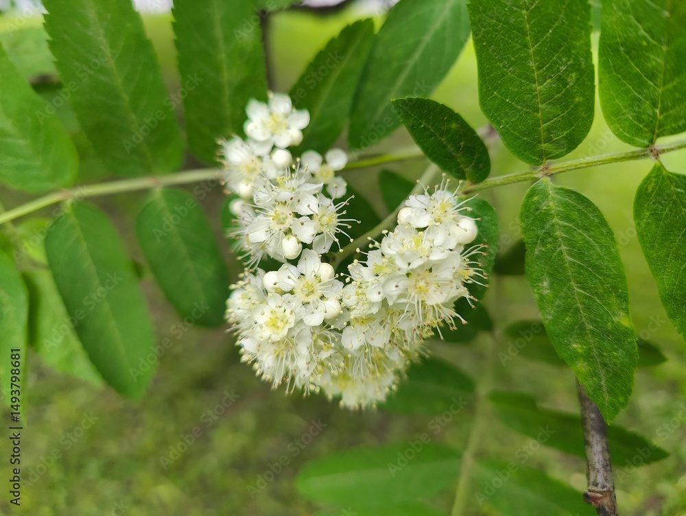 Close-up of White Rowan Blossoms on Branch. Macro photograph of blooming white rowan flowers clustered on a branch, surrounded by green pinnate leaves in natural light Close-up of White Rowan Blossoms on Branch. Macro photograph of blooming white rowan flowers clustered on a branch, surrounded by green pinnate leaves in natural light