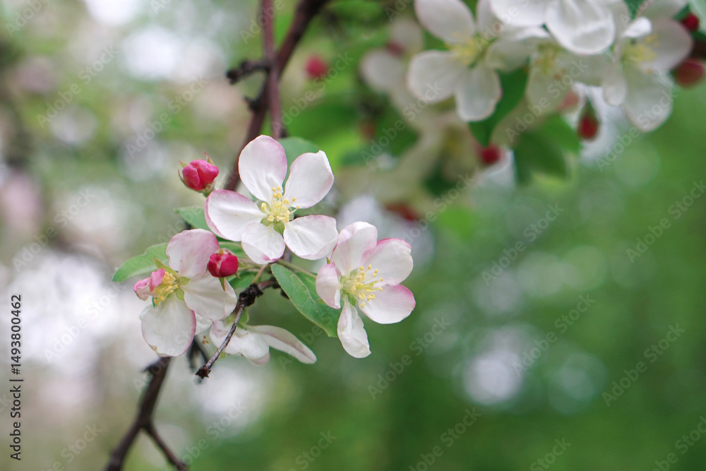 White apple tree flowers close up in green garden White apple tree flowers close up in green garden