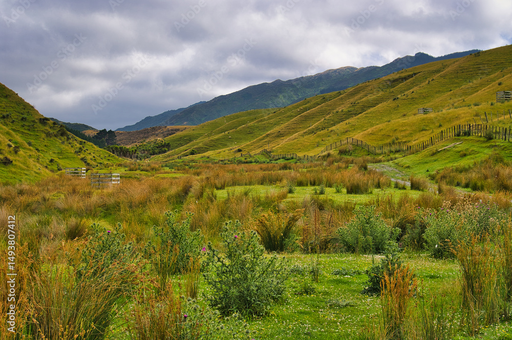 Naklejka premium Green, moist valley, bordered by hills with meadows, at a large sheep farm in New Zealand. Battle Hill Farm, Pauatahanui, Porirua, Greater Wellington, North Island 