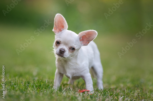 White Chihuahua puppy poses and plays in nature