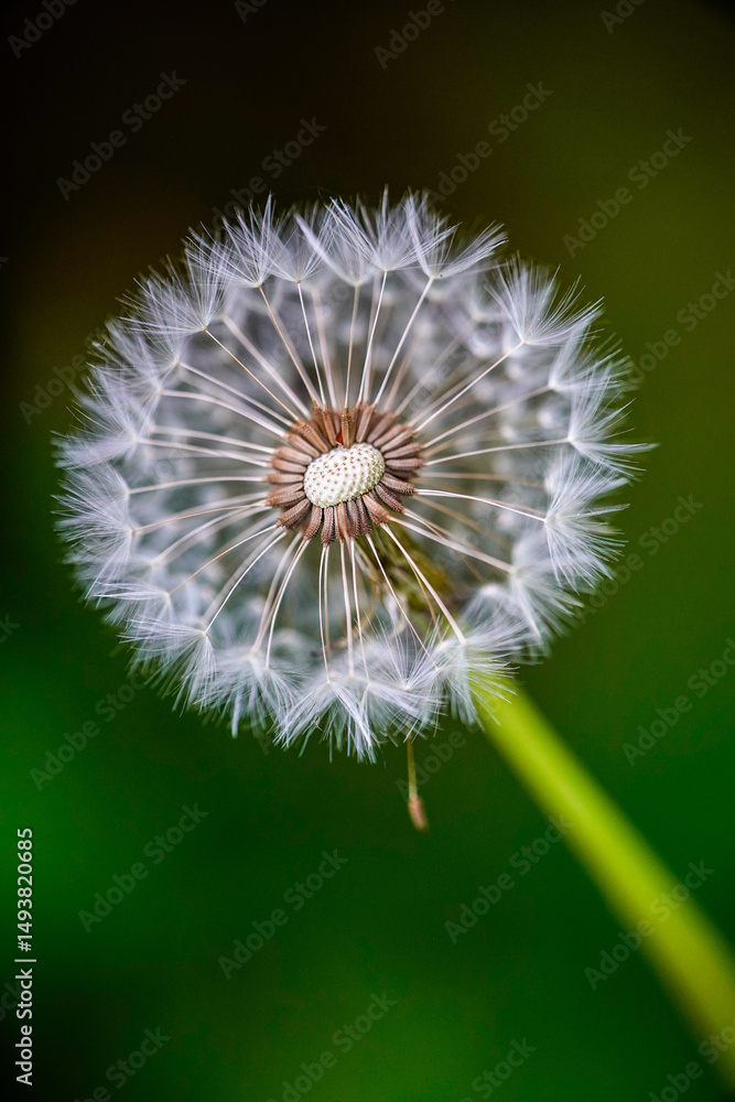 Fototapeta premium dandelion seed head