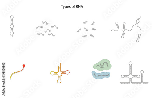 Vector Illustration of RNA Molecule Types