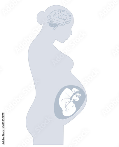 Maternal Neuroanatomy & Fetal Development 