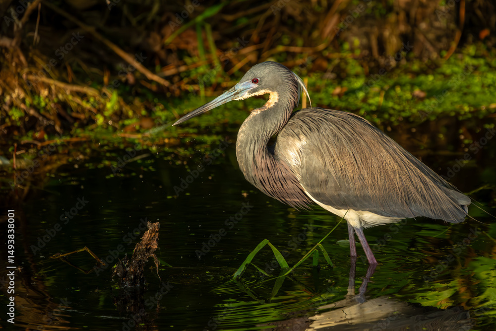 Naklejka premium Tricolored heron standing in a pond