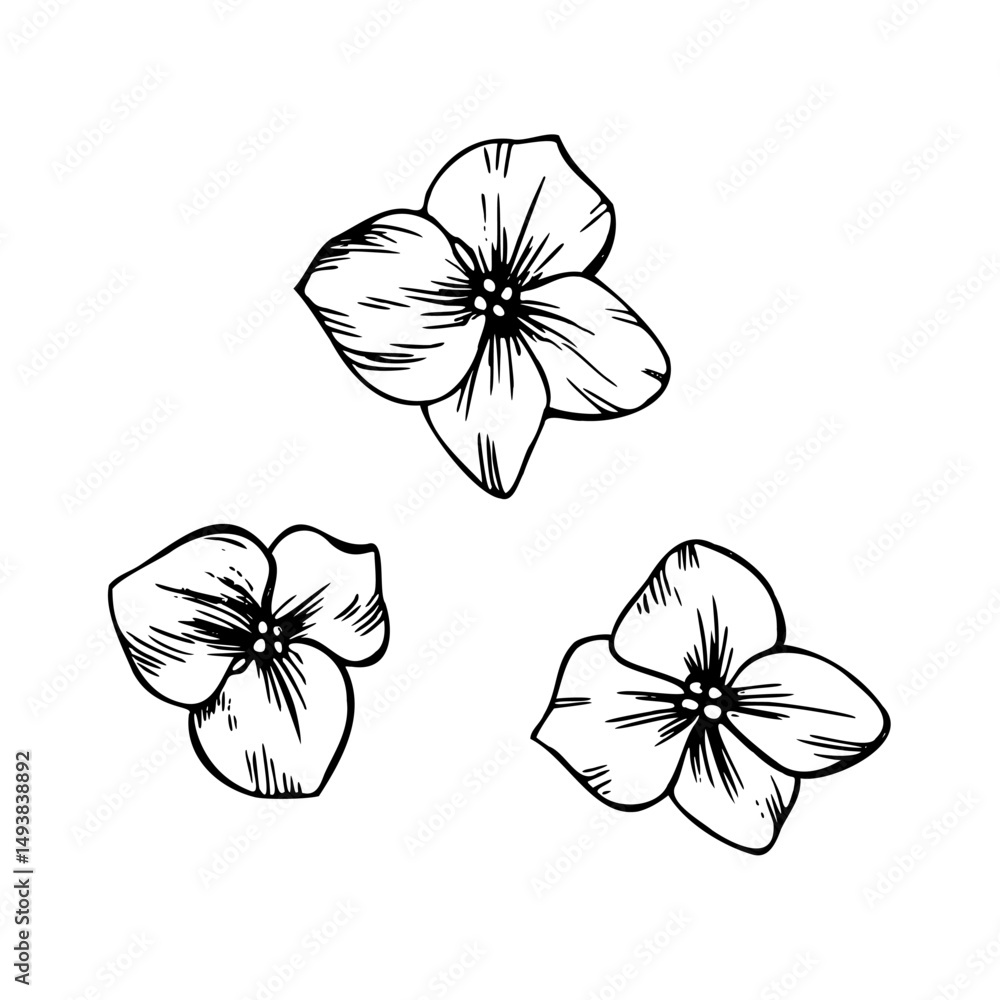 Fototapeta premium Hydrangea separate small cute flowers. Graphic line art hand drawn ink black and white illustration vector clip art.. Set of separate elements isolated