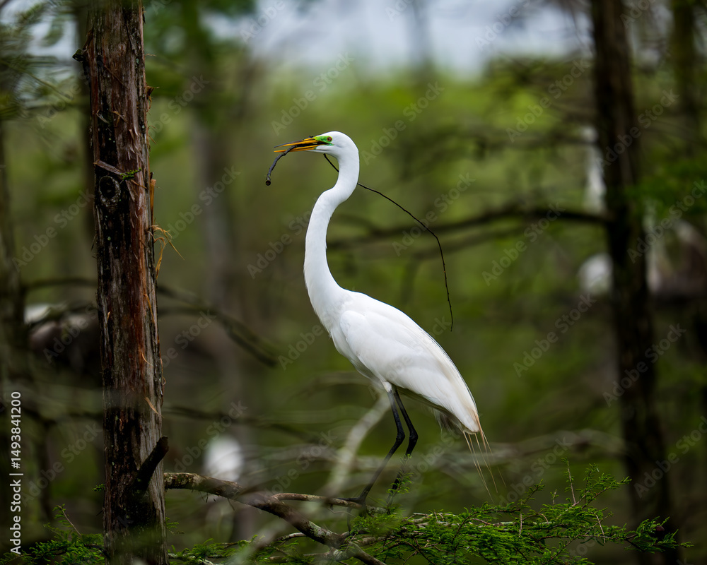 Obraz premium Elegance in the Swamp Louisiana Wildlife 