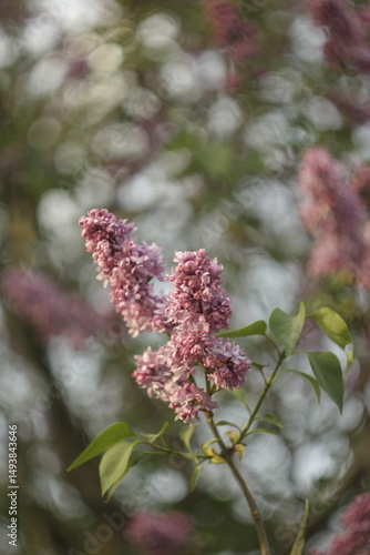 pink and white flowers lilac