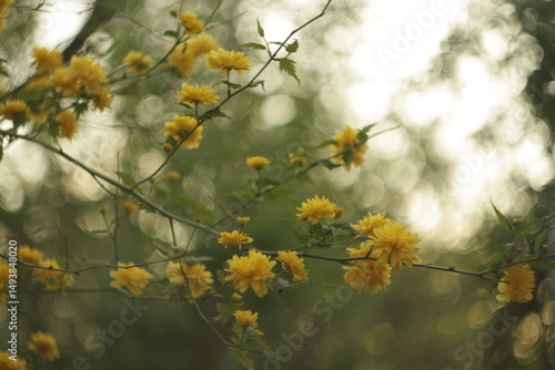 yellow flowers on a tree