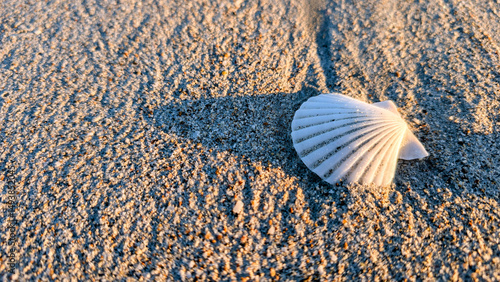 Muschel am Strand