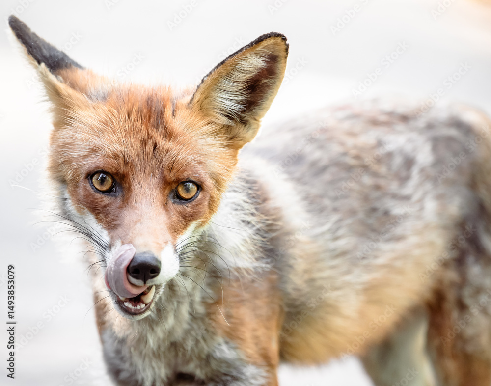 Fototapeta premium red fox portrait