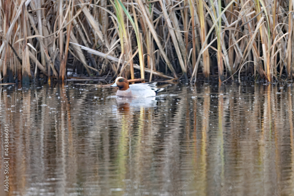 Fototapeta premium Eurasian Wigeon, Mareca penelope