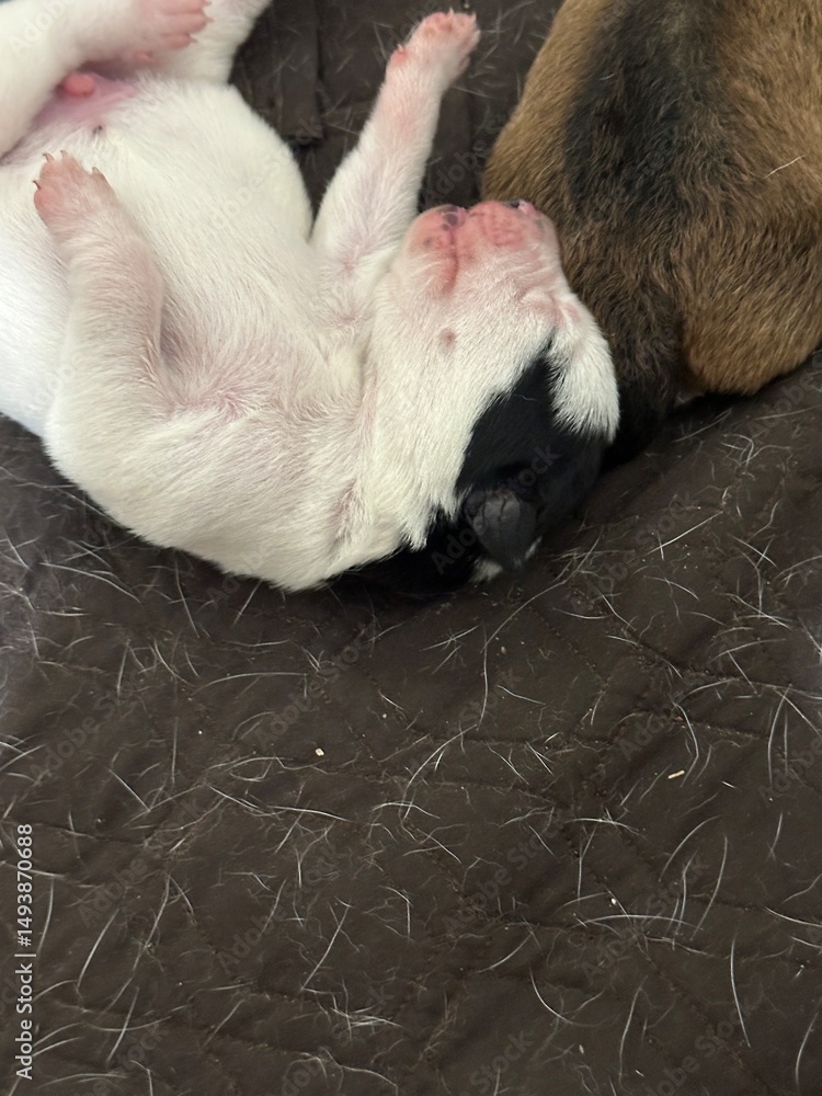 Obraz premium newborn baby sleeping