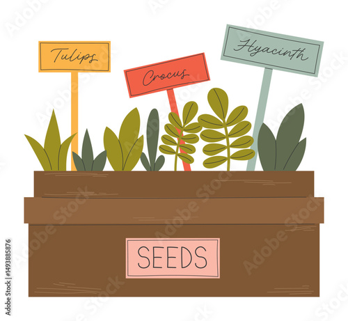 Young seedlings of flowers in garden crate. Tulips, crocus and hyacinth seeds sprouted in soil. Plant sprout in wooden box. Green shoots with garden markers in fertile ground. Flat vector illustration