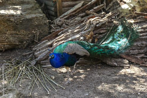 A peacock poses for the camera on the zoo grounds