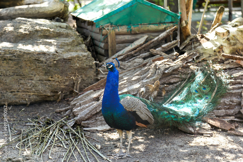 A peacock poses for the camera on the zoo grounds