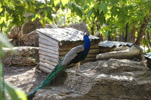 A peacock poses for the camera on the zoo grounds