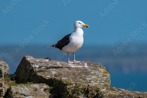 great black backed gull