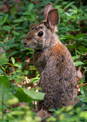 Bunny in the grass