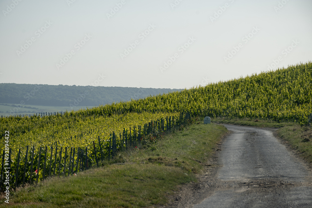 Fototapeta premium Young bunches of pinot noir grapes growing and forming on branch on grand cru hilly vineyards near village Ay-Champange, Vallee de la Marne, Champagne region, France, row of grape plants