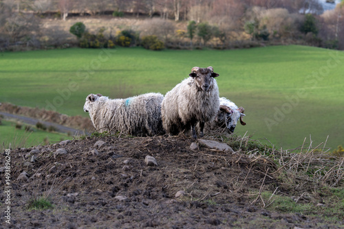 Sheep grazing on a hillside overlooking lush green fields in the countryside during a sunny day