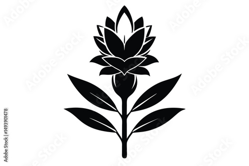 Detailed Black Turmeric Flower Illustration, Botanical Art Print, Curcuma Plant Design