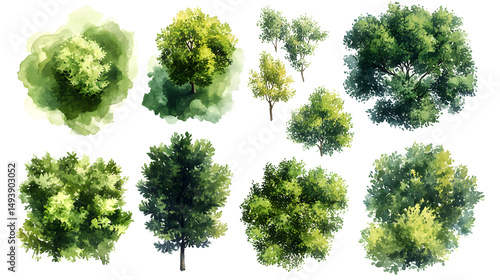 green grass isolated on white background, Set of watercolor tree top view for landscape plan and architecture layout