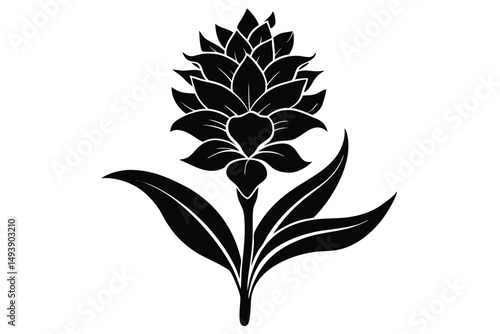 Black and White Graphic Illustration of a Siam Tulip Flower with Three Leaves
