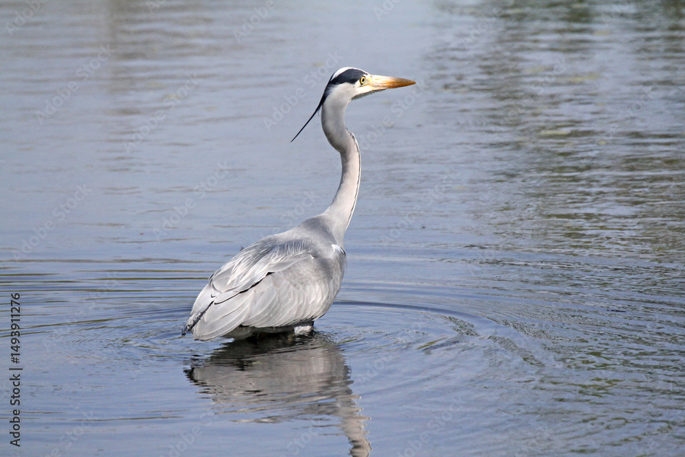 Fototapeta premium airone cinerino (Ardea cinerea) in caccia