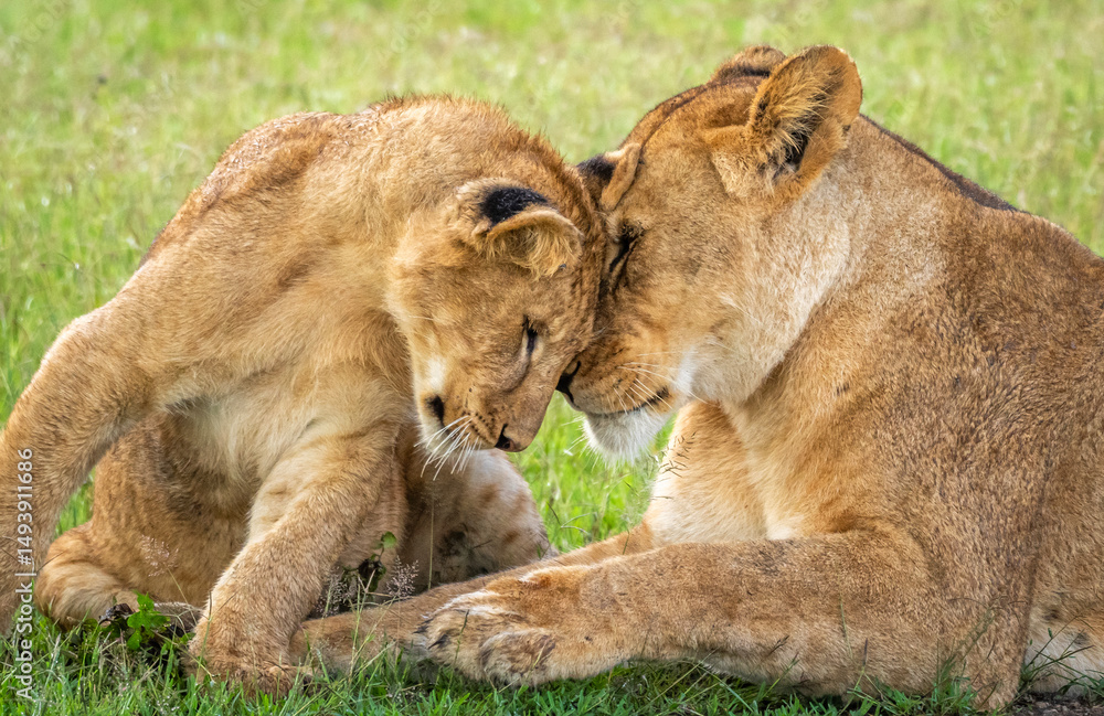 Fototapeta premium Lion mother and cub