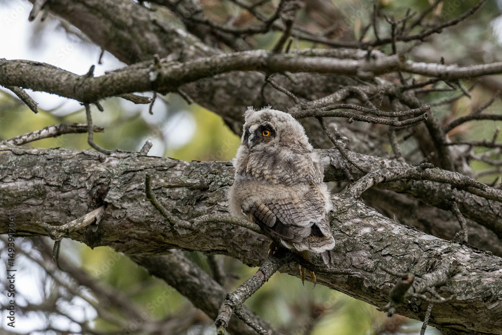 a young long eared owl in a tree a young long eared owl in a tree