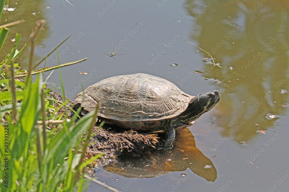 Fototapeta premium ... era una piccola graziosa tartarughina da acquario (Trachemis scripta)