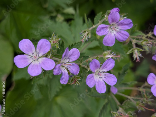 Flower of a garden Geranium
