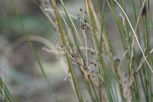 Closeup of Hard Rush (Juncus inflexus) in spring