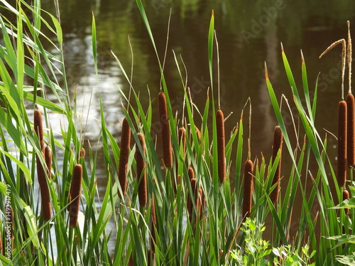 Broadleaf cattail growing wild along the wetland shores of the Bombay Hook National Wildlife Refuge, Kent County, Delaware. 