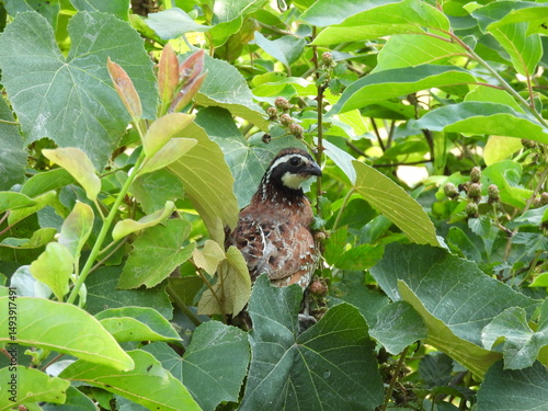 A male, northern bobwhite quail perched in a Allegheny blackberry bush. Bombay Hook National Wildlife Refuge, Kent County, Delaware.