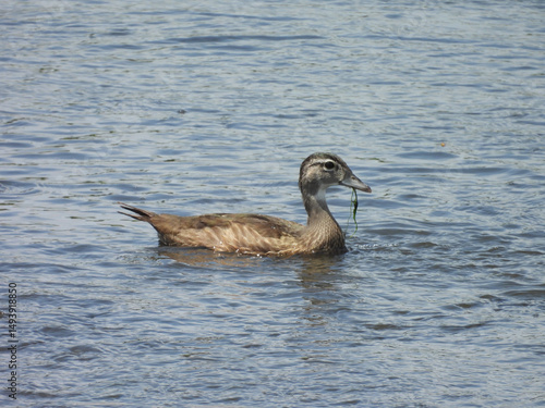 Young wood duck feeding on the aquatic vegetation, within the wetland waters of the Bombay Hook National Wildlife Refuge, Kent County, Delaware