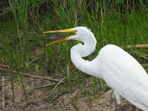 A great egret has caught a small catfish, preparing to swallow its prey whole. Bombay Hook National Wildlife Refuge, Kent County, Delaware.
