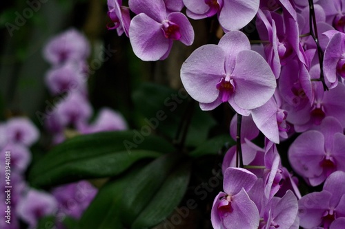 purple orchids with dew drops contrasted with dark green leaves in low light