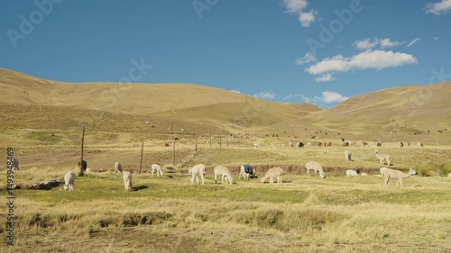 Alpacas eating and grazing in the Andes mountain range surrounded by mountains and blue sky illuminated by natural light in the highlands of Peru, Latin America.