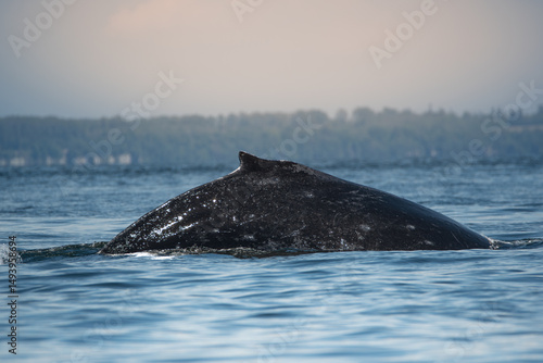 Humpback Whale